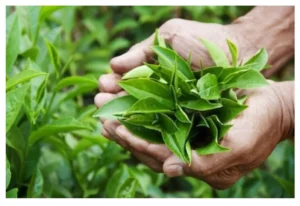 mẹo trị mồ hôi tay bằng lá trà xanh